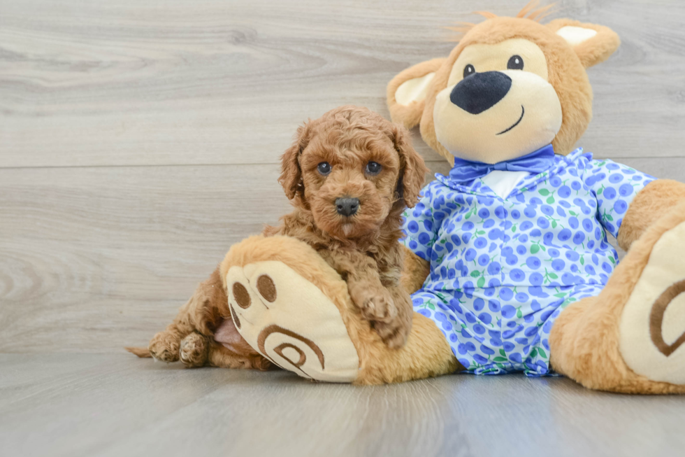 Mini Goldendoodle Pup Being Cute