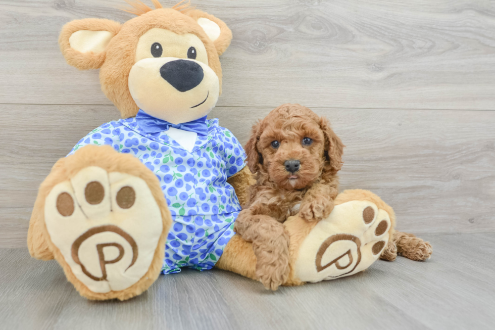 Mini Goldendoodle Pup Being Cute