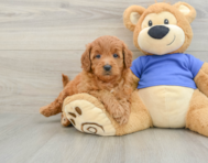 7 week old Mini Goldendoodle Puppy For Sale - Windy City Pups