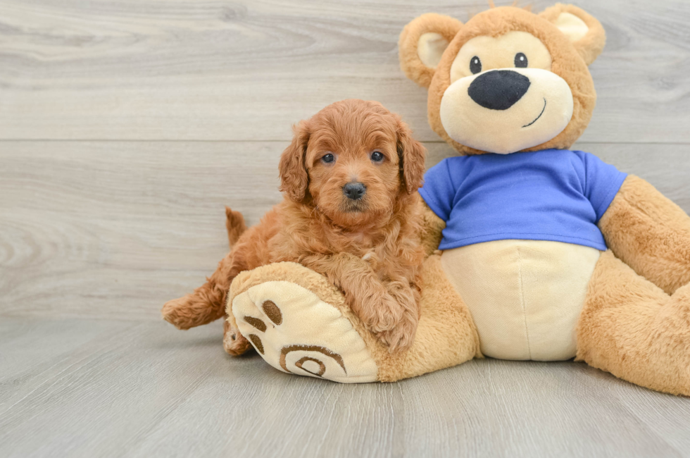 7 week old Mini Goldendoodle Puppy For Sale - Windy City Pups