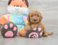 7 week old Mini Goldendoodle Puppy For Sale - Windy City Pups
