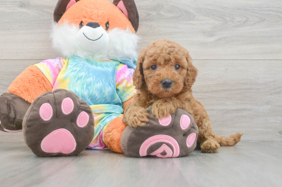 5 week old Mini Goldendoodle Puppy For Sale - Windy City Pups