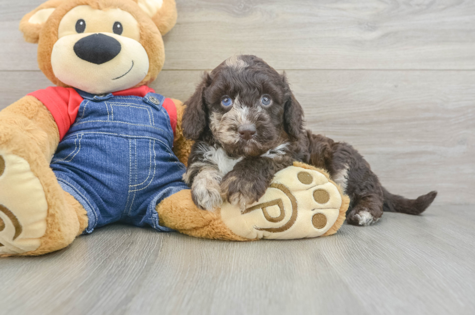 5 week old Mini Goldendoodle Puppy For Sale - Windy City Pups