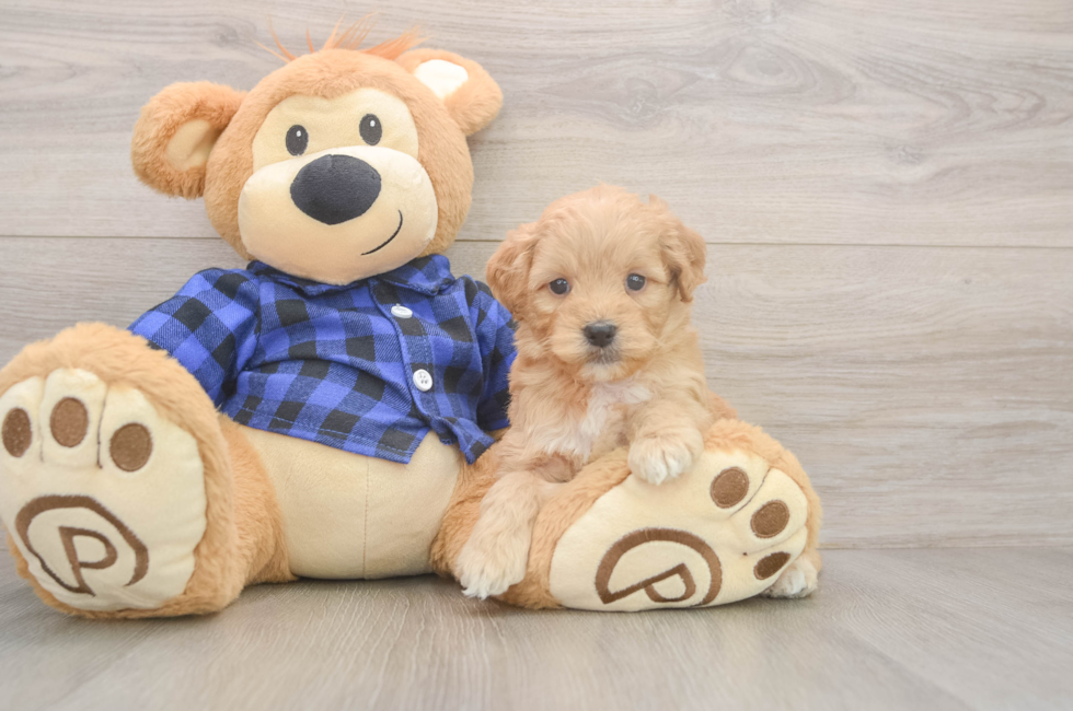 5 week old Mini Goldendoodle Puppy For Sale - Windy City Pups