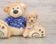 6 week old Mini Goldendoodle Puppy For Sale - Windy City Pups 6 week old Mini Goldendoodle Puppy For Sale - Windy City Pups