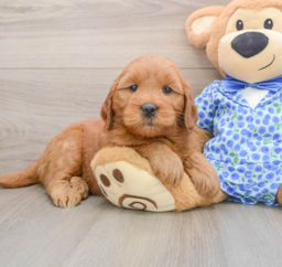 5 week old Mini Goldendoodle Puppy For Sale - Windy City Pups