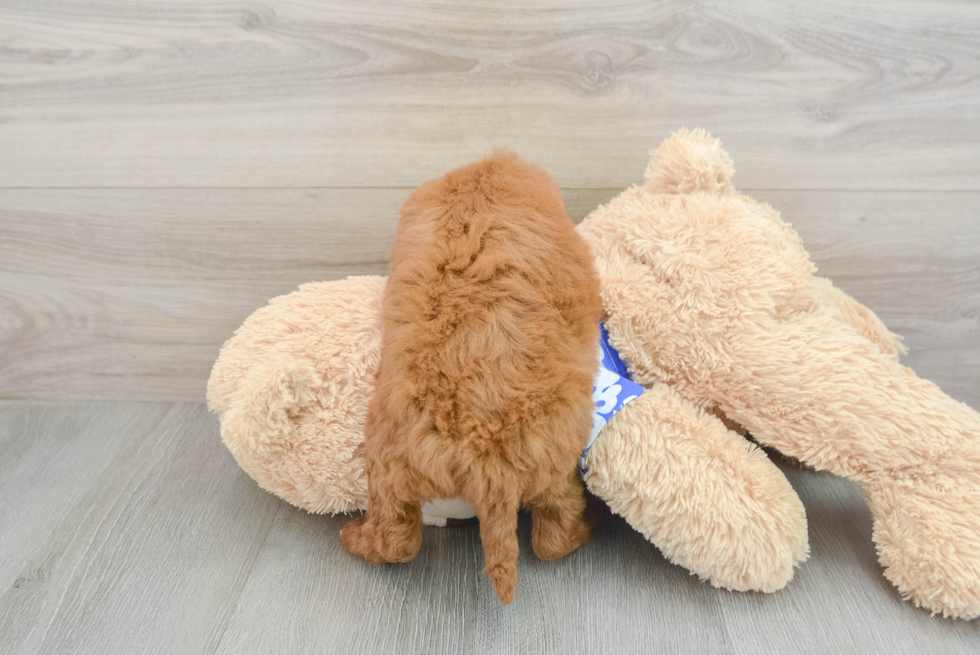 Best Mini Goldendoodle Baby