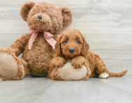 8 week old Mini Goldendoodle Puppy For Sale - Windy City Pups