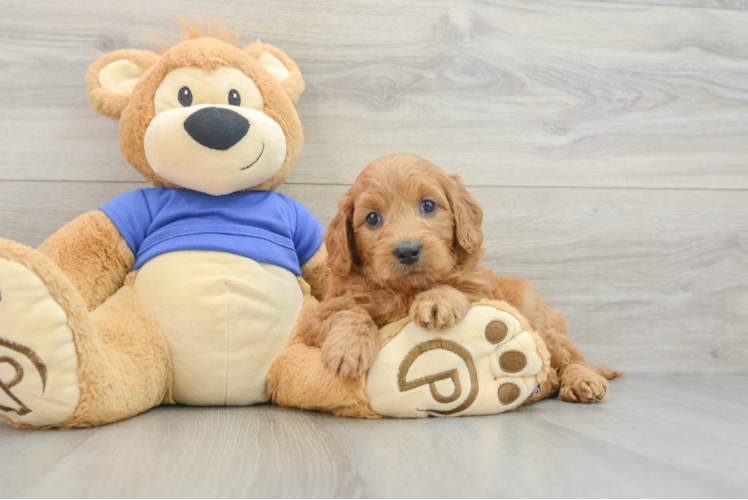 Adorable Golden Retriever Poodle Mix Poodle Mix Puppy