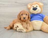 7 week old Mini Goldendoodle Puppy For Sale - Windy City Pups