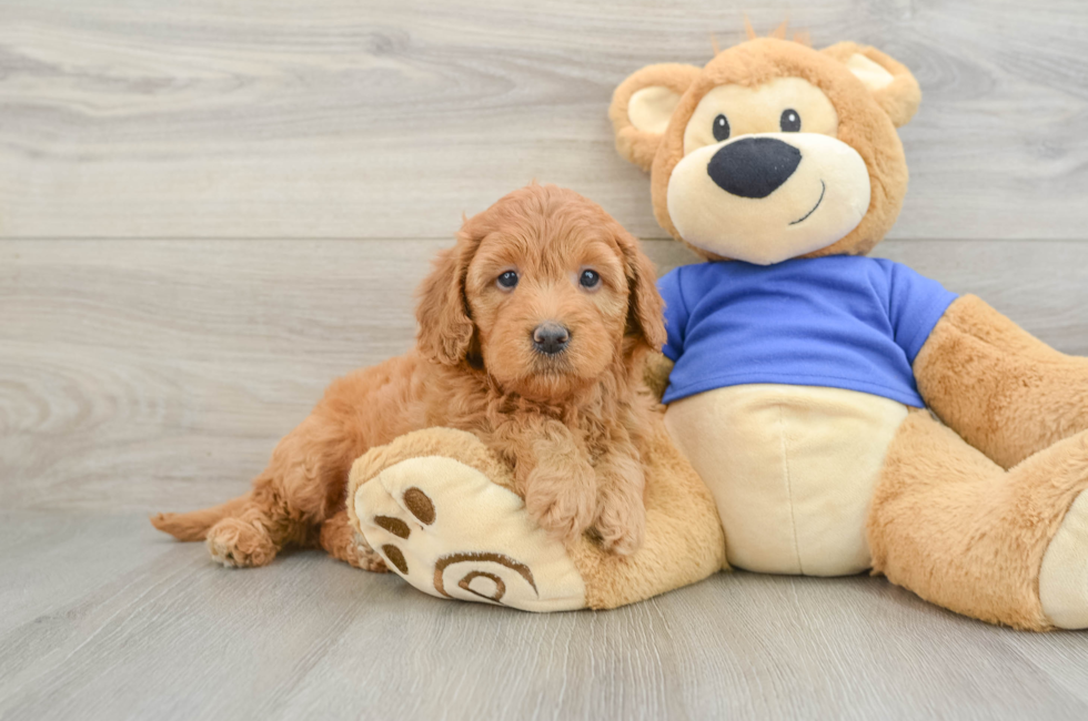 7 week old Mini Goldendoodle Puppy For Sale - Windy City Pups
