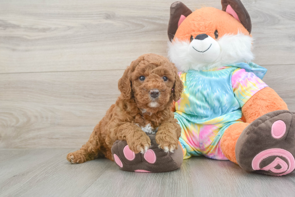 Best Mini Goldendoodle Baby