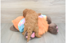 Happy Mini Goldendoodle Baby