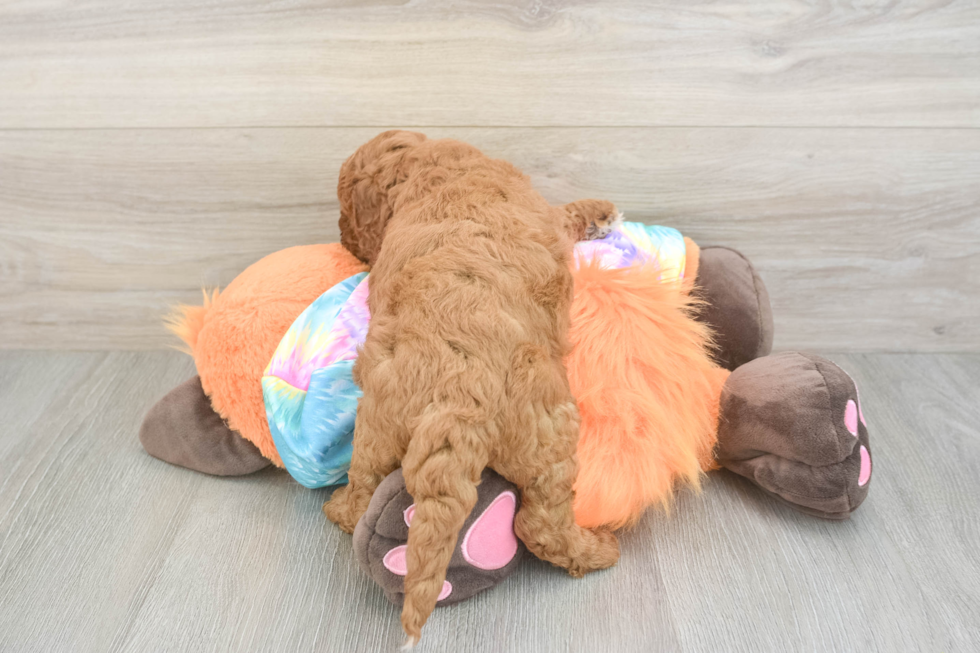Happy Mini Goldendoodle Baby