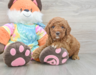 7 week old Mini Goldendoodle Puppy For Sale - Windy City Pups