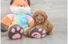 Fluffy Mini Goldendoodle Poodle Mix Pup