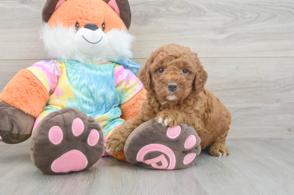 5 week old Mini Goldendoodle Puppy For Sale - Windy City Pups