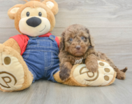 8 week old Mini Goldendoodle Puppy For Sale - Windy City Pups