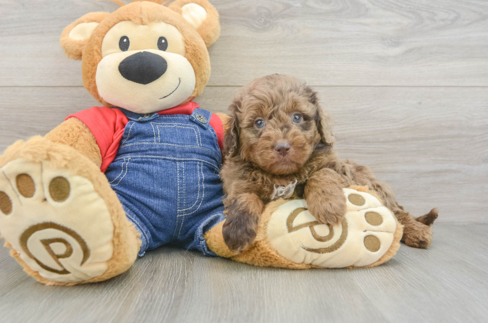 5 week old Mini Goldendoodle Puppy For Sale - Windy City Pups