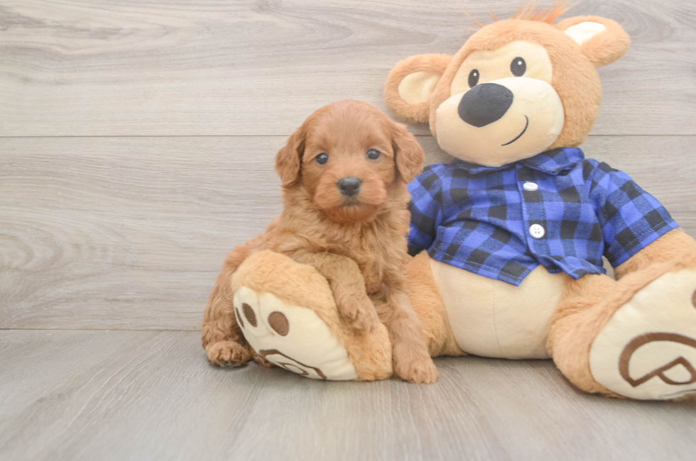 5 week old Mini Goldendoodle Puppy For Sale - Windy City Pups