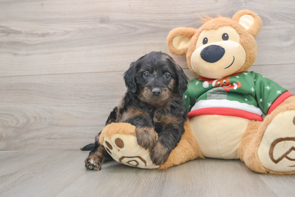 Mini Goldendoodle Puppy for Adoption