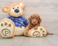 7 week old Mini Goldendoodle Puppy For Sale - Windy City Pups