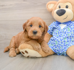 6 week old Mini Goldendoodle Puppy For Sale - Windy City Pups