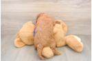 Best Mini Goldendoodle Baby