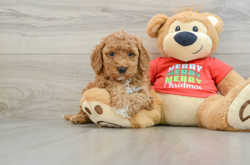 5 week old Mini Goldendoodle Puppy For Sale - Windy City Pups