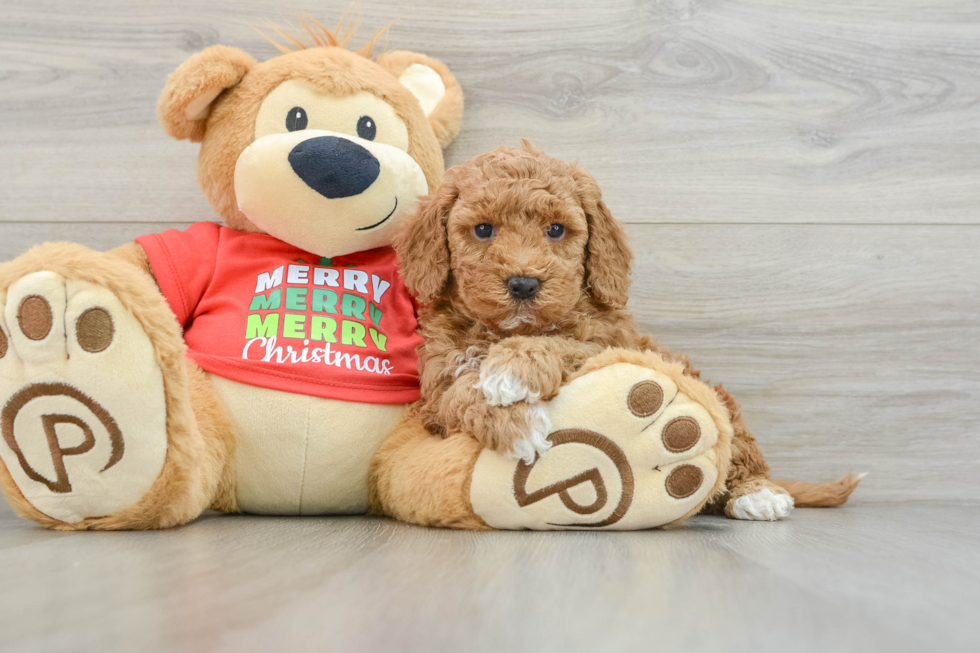 Mini Goldendoodle Puppy for Adoption