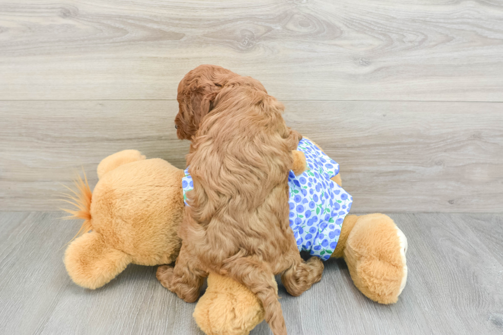 Petite Mini Goldendoodle Poodle Mix Pup