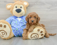 8 week old Mini Goldendoodle Puppy For Sale - Windy City Pups