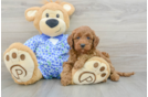 Mini Goldendoodle Puppy for Adoption