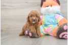 Best Mini Goldendoodle Baby
