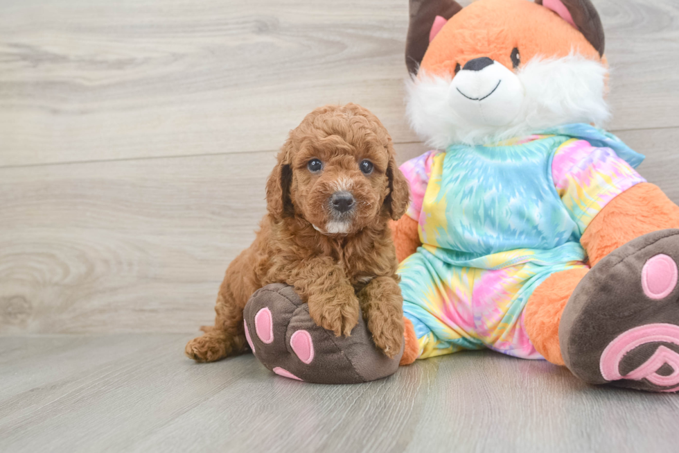 Best Mini Goldendoodle Baby