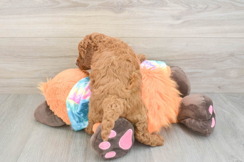 Hypoallergenic Mini Goldiepoo Poodle Mix Puppy