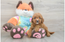 Best Mini Goldendoodle Baby