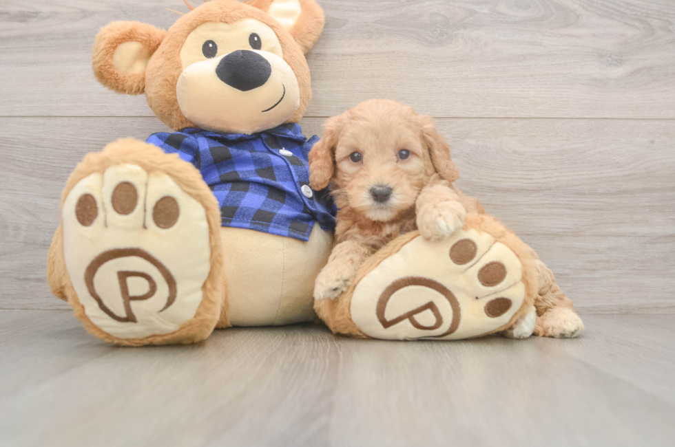 5 week old Mini Goldendoodle Puppy For Sale - Windy City Pups