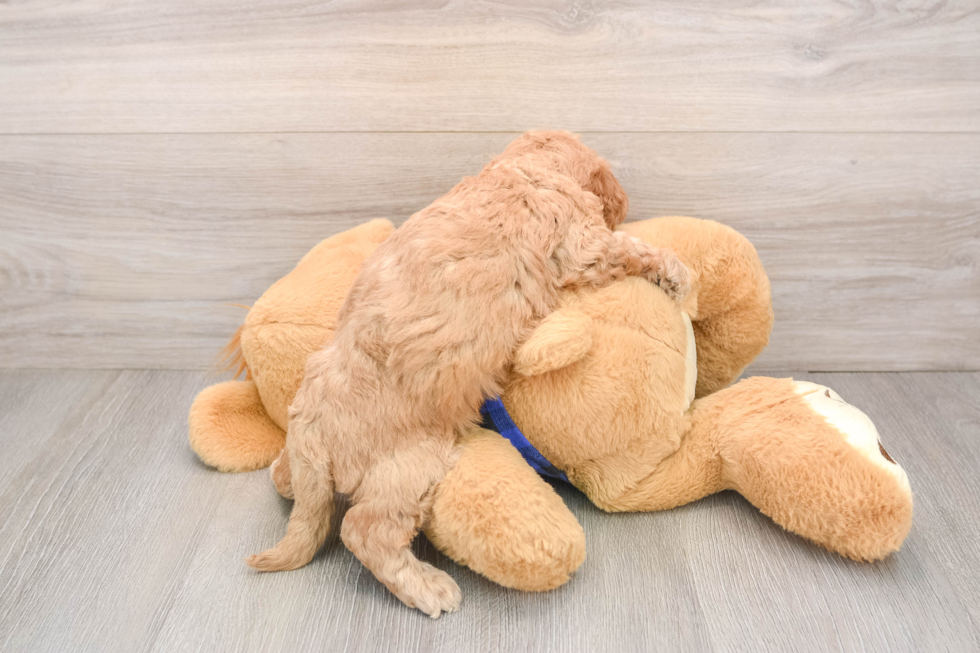 Adorable Golden Retriever Poodle Mix Poodle Mix Puppy