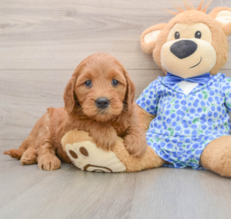 6 week old Mini Goldendoodle Puppy For Sale - Windy City Pups