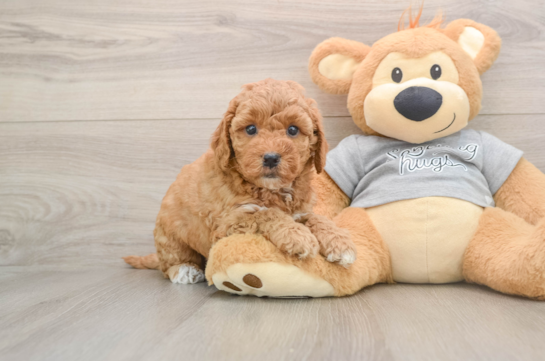 Mini Goldendoodle Puppy for Adoption