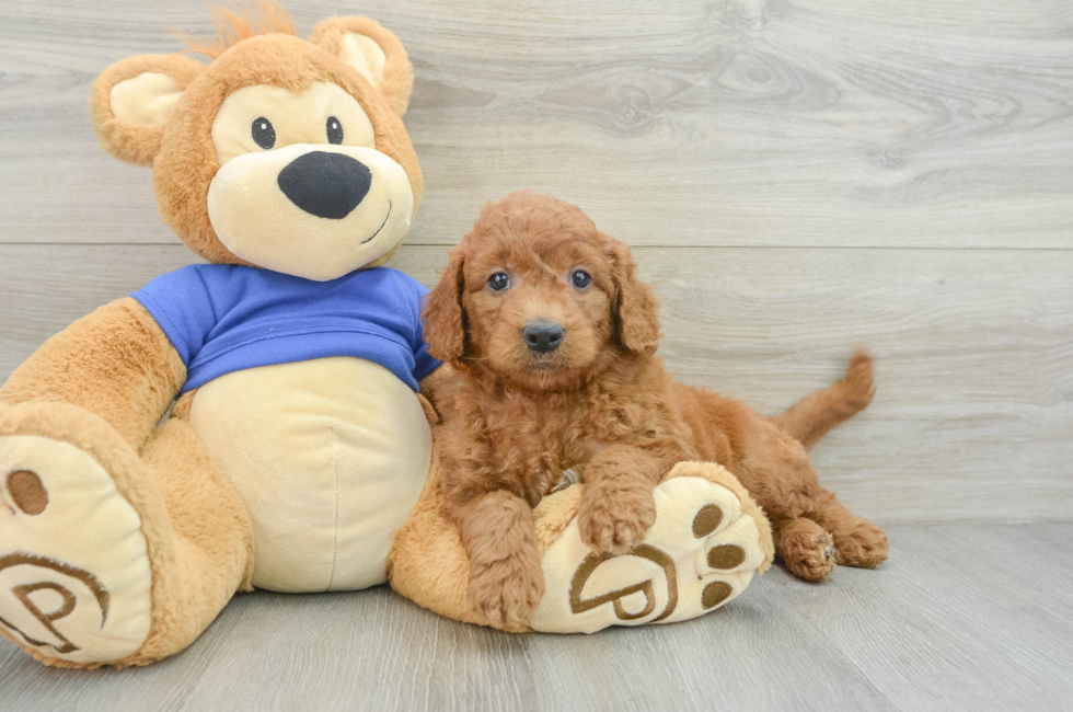 8 week old Mini Goldendoodle Puppy For Sale - Windy City Pups