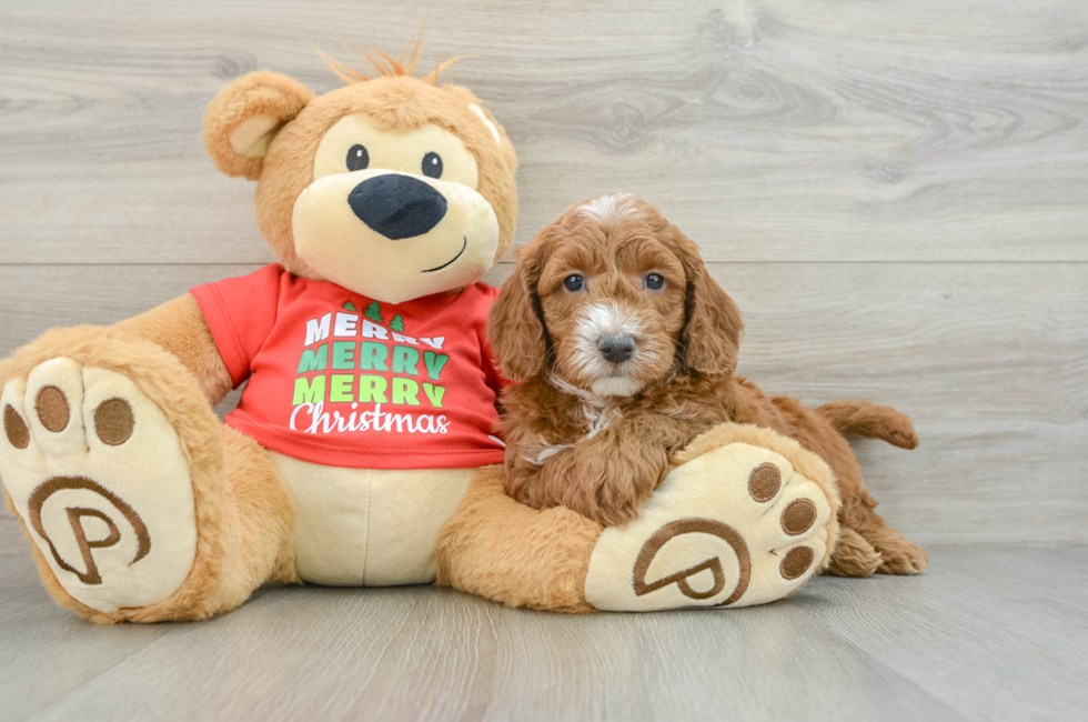 5 week old Mini Goldendoodle Puppy For Sale - Windy City Pups