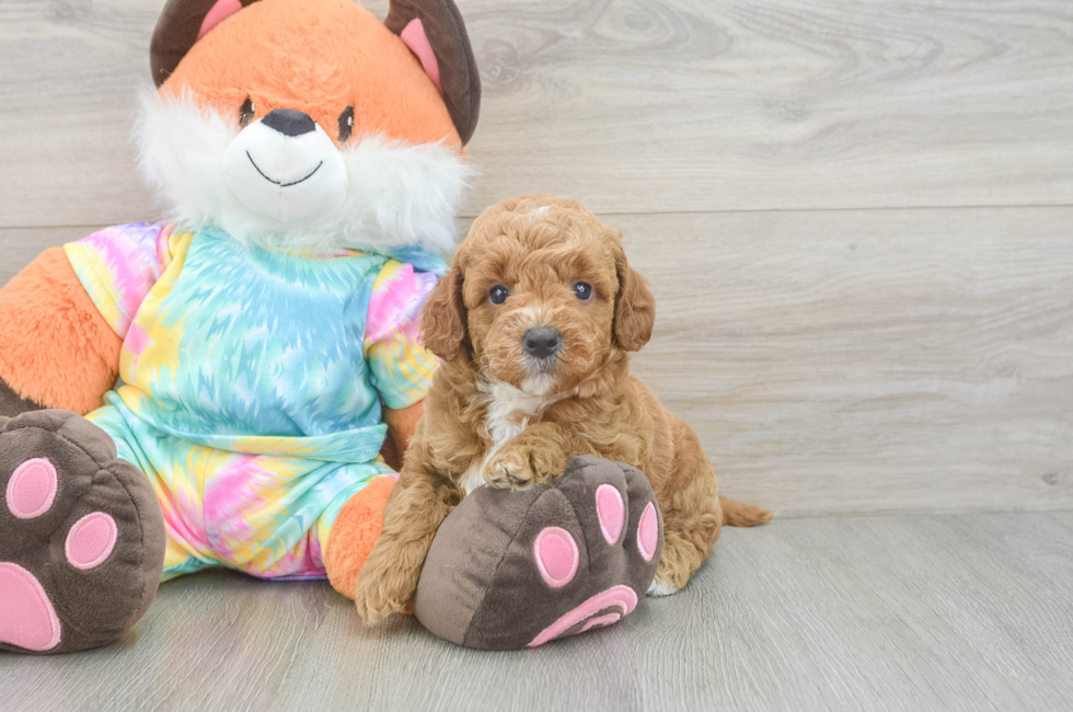 5 week old Mini Goldendoodle Puppy For Sale - Windy City Pups