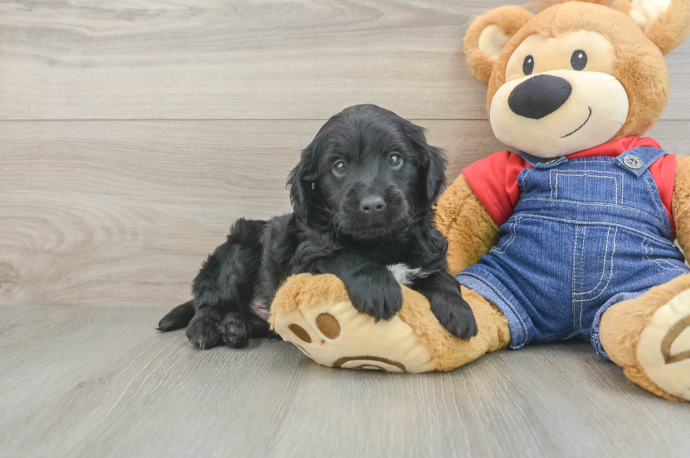 5 week old Mini Goldendoodle Puppy For Sale - Windy City Pups
