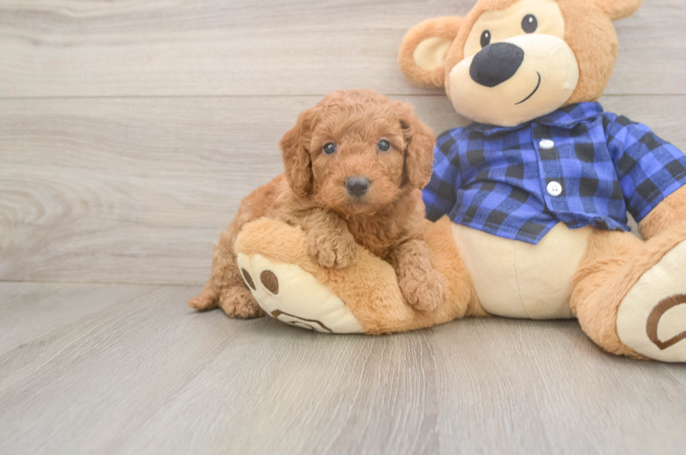 5 week old Mini Goldendoodle Puppy For Sale - Windy City Pups