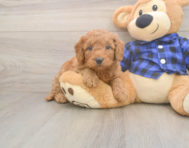 6 week old Mini Goldendoodle Puppy For Sale - Windy City Pups 6 week old Mini Goldendoodle Puppy For Sale - Windy City Pups