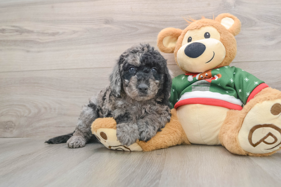 Little Mini Goldenpoo Poodle Mix Puppy