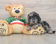 6 week old Mini Goldendoodle Puppy For Sale - Windy City Pups