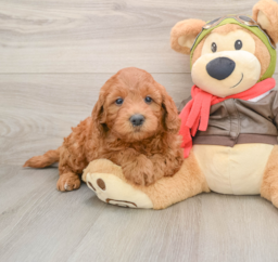 7 week old Mini Goldendoodle Puppy For Sale - Windy City Pups